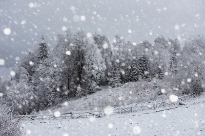 树被雪覆盖，山上下着大雪