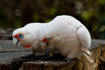 族Corellas