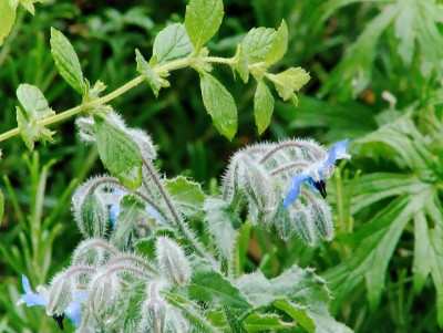 琉璃苣或starflower