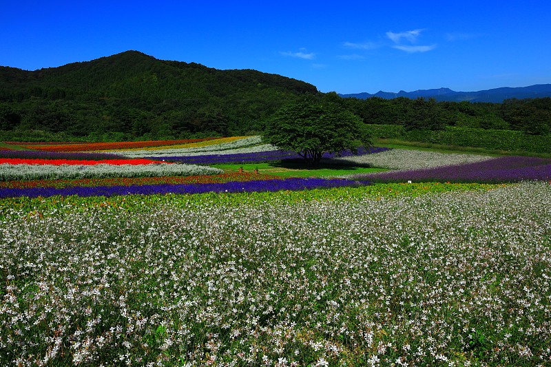 蓝天和花海