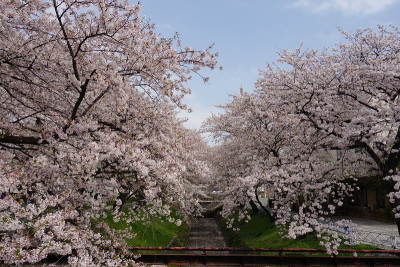 樱花公园