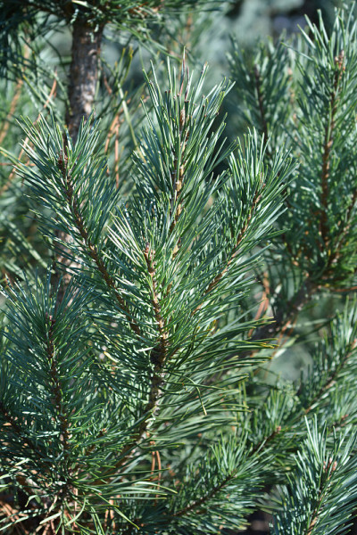 欧洲赤松Glauca