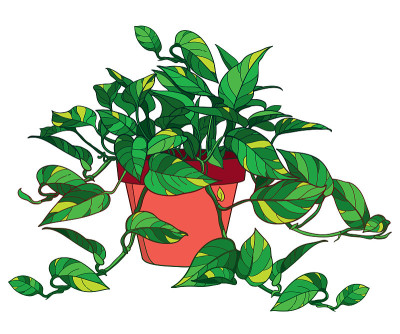 轮廓金边或金色的盆栽植物，在白色背景上孤立的黄色斑纹。