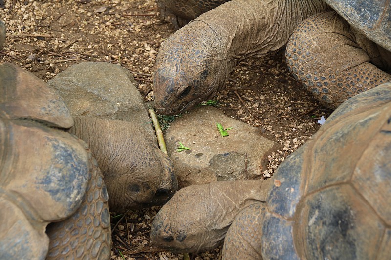 亚达伯拉巨龟，Dipsochelys gigantea，毛里求斯，印度洋，非洲