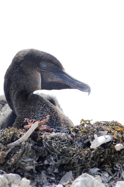 不能飞的鸬鹚(Phalacrocorax harrisi)肖像，彭塔莫雷诺，伊莎贝拉岛，加拉帕戈斯群