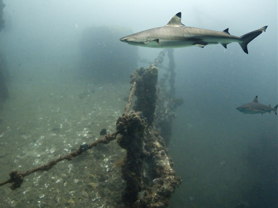 SharkDeck