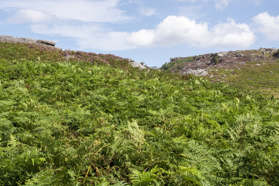 峰区莫兰景观