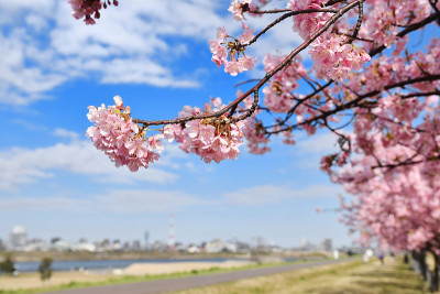 江户川河津樱花盛开