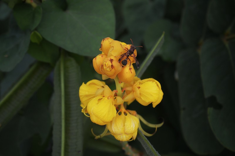 蜜蜂吸花蜜