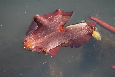 水跑