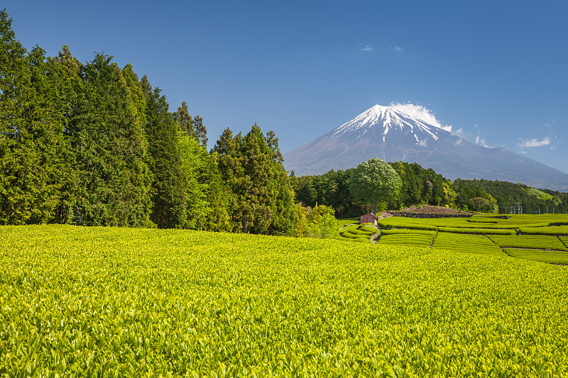 Mt.Fuji