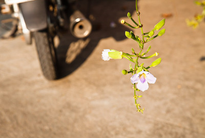 花和摩托车