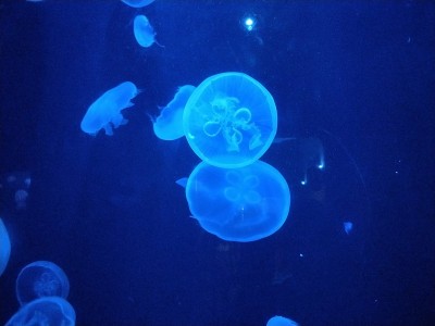 水母