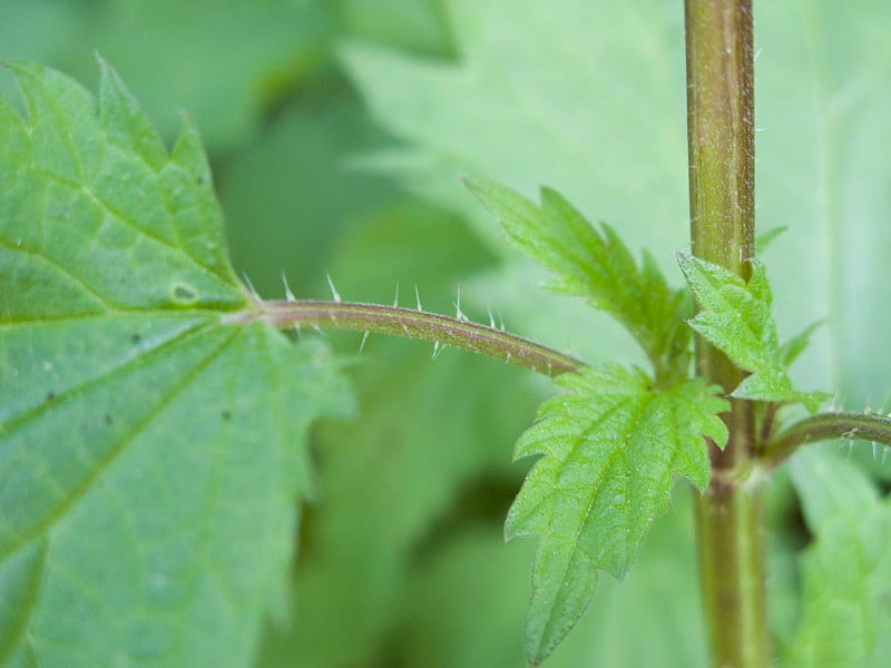 Urtica dioica