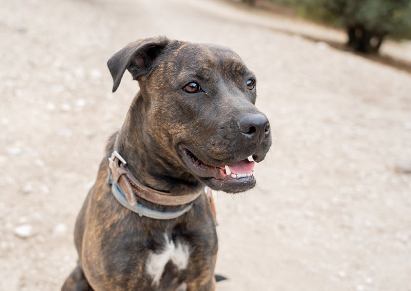 Portrait of cute sweet big staffordshire bull terr