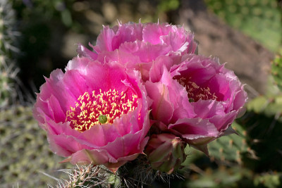 仙人掌(Opuntia phaecantha)有三朵花在晚上的心情