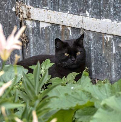 黑猫在花园里的草丛中