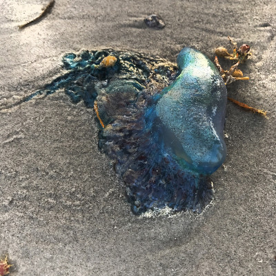 水母，葡萄牙人，兵马俑
