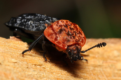 Red-breasted腐尸甲虫