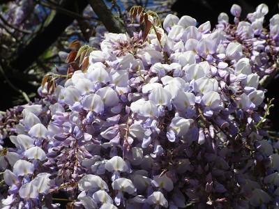 可爱的日本紫藤花2019