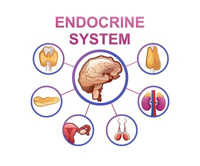 human endocrine system vector illustration