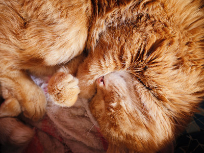 困了红色的猫。