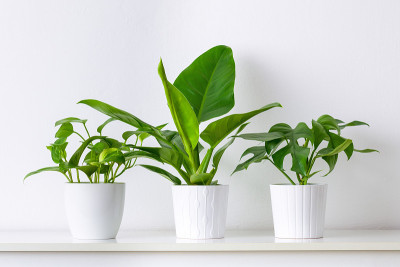 收藏各种热带室内植物陈列在白色陶瓷盆里。白色的架子上靠着白色的墙壁摆放着盆栽植物。