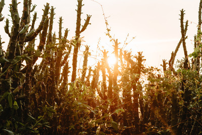 Sunset in cactus field of Kutch dessert