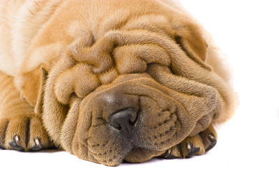 Sharpei狗