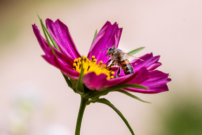 大蜜蜂(apis mellifera)在一个花园的宇宙bipinnatus)开花与模糊的散景背景;无