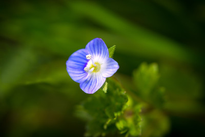Veronica persica，一朵蓝色的小花