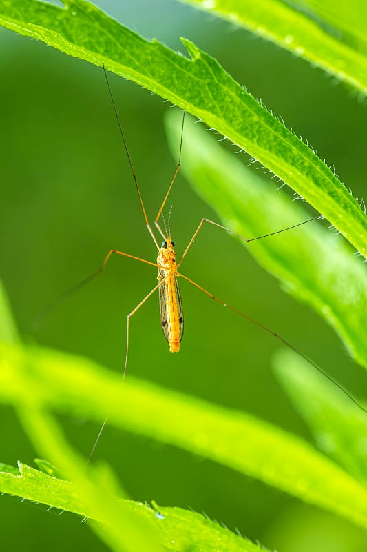 斑点鹤蝇(Lat。Nephrotoma appendiculata)