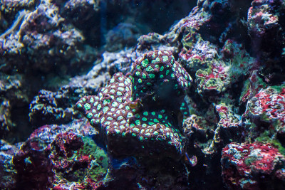 热带水生植物红、绿珊瑚、海葵等海洋植物