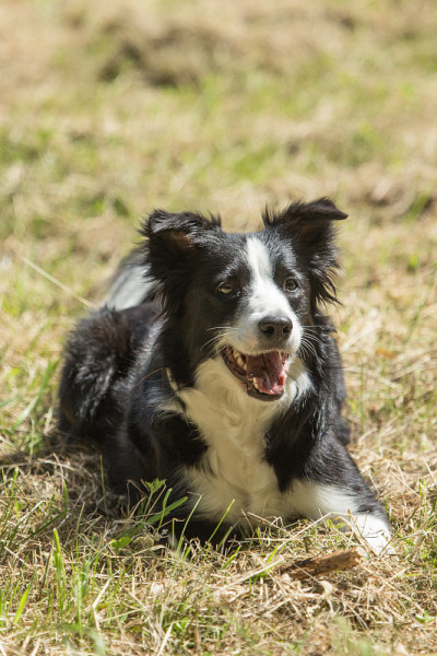 边境牧羊犬