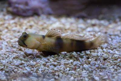 蓝色斑点的守望者goby (Cryptocentrus pavoninoides)。