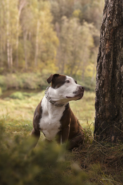 森林里的斗牛犬
