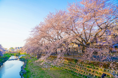 春野川(东京Chofu)