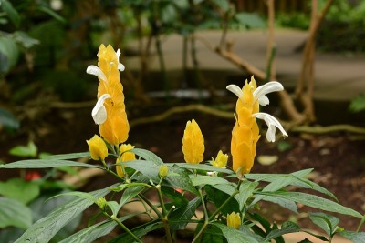 棒棒糖花