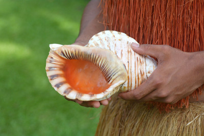 Cook islander man holds a Conch Shell Horn in Raro