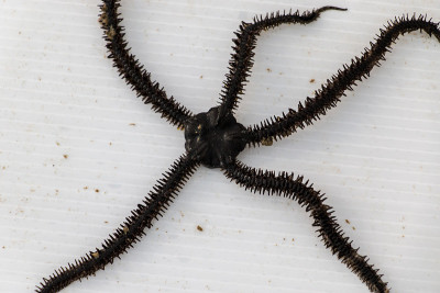 Starfish or sea stars are star-shaped echinoderms 