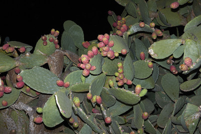 仙人掌属植物榕树表示