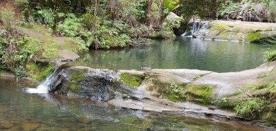 戈尔迪布什步道，Muriwai和亨加地区，奥克兰，新西兰