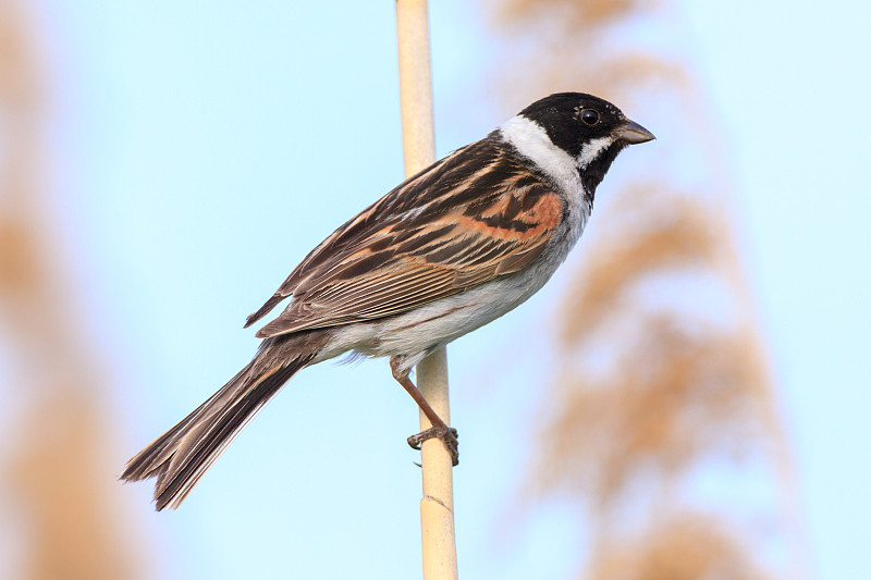 本廷(Emberiza schoeniclus, schoeniclus schoeniclus)。