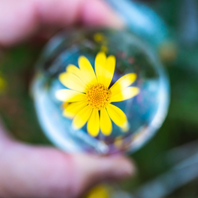 水晶球和黄花