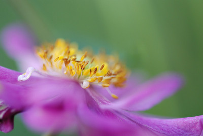 漂亮的芭蕾舞花——粉红色的海葵雄蕊