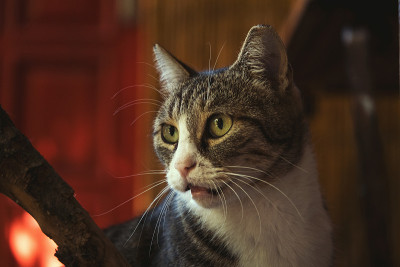 一张虎斑猫的肖像