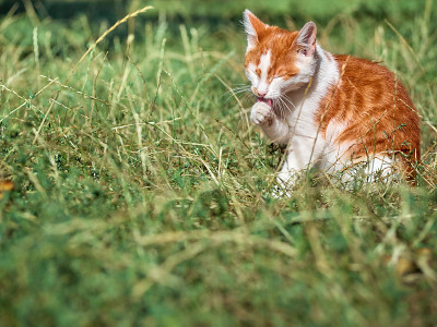 草丛中的猫。