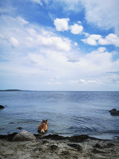 海滩上的澳大利亚牧牛犬