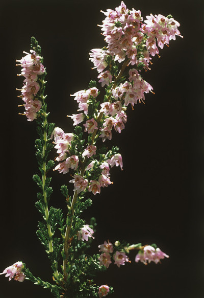 Amilto Heather