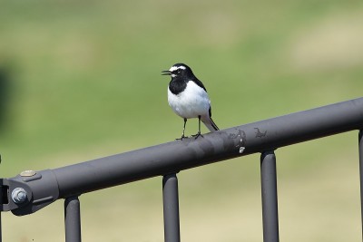 日本鹡鸰